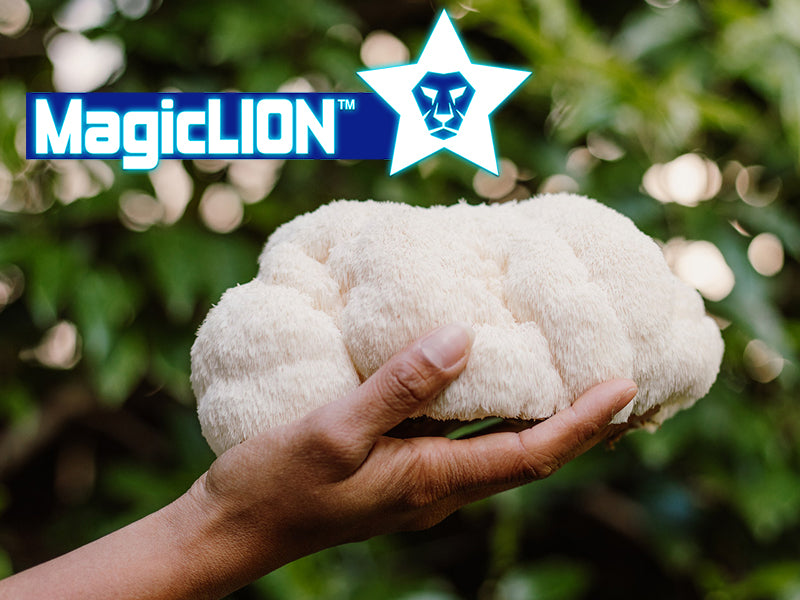 MagicLION™ – Natural Neurogenic & Nootropic